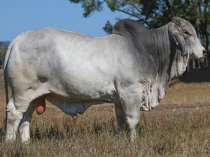 LOT 158 70000