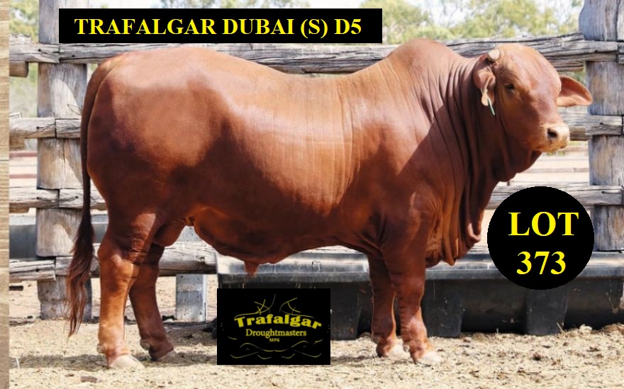 Lot 373