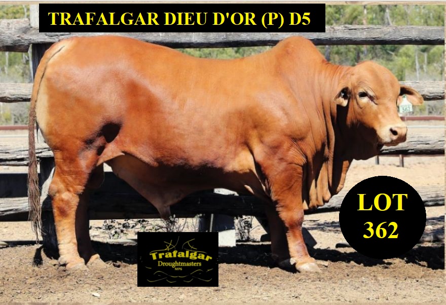lot 362