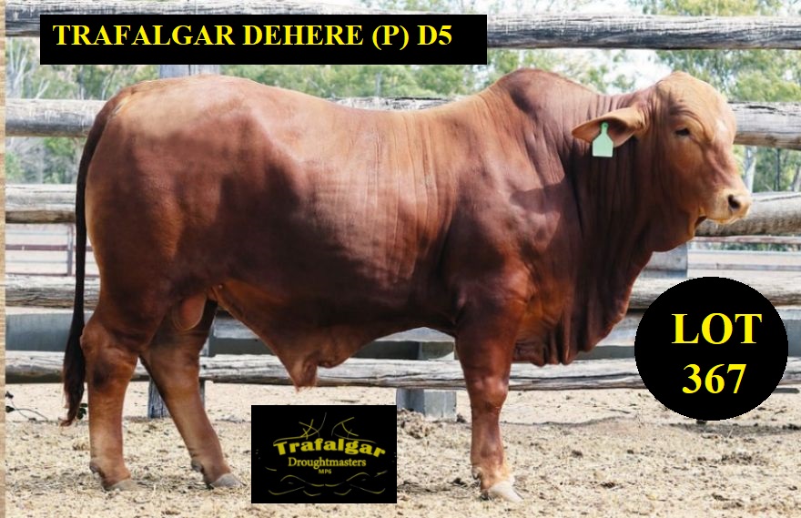 lot 367
