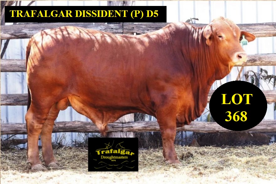 lot 368