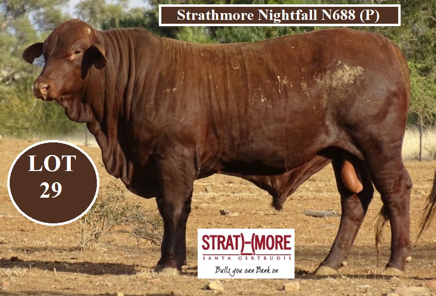 LOT 29 STRATHMORE NIGHTFALL N688 P