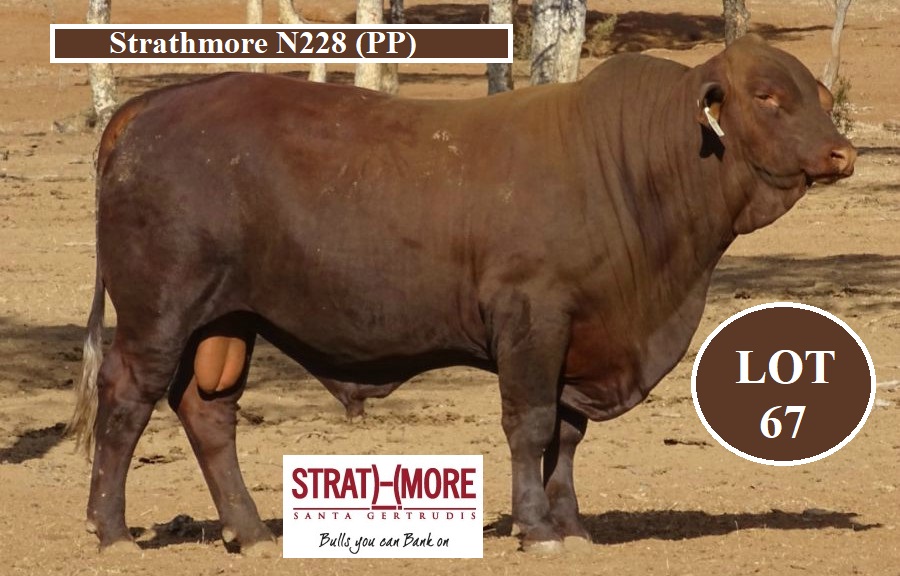 LOT 67 STRATHMORE N228 PP