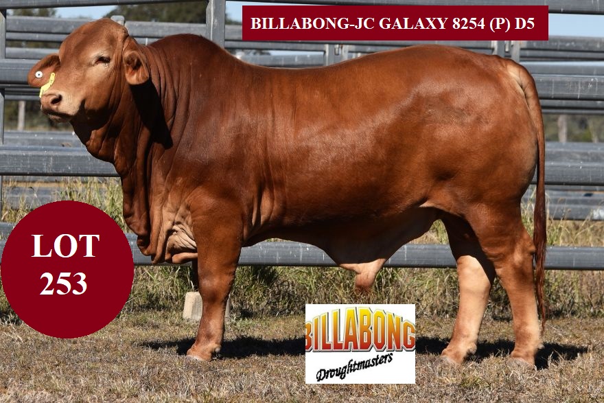 LOT 253 Billabong JC GALAXYlk