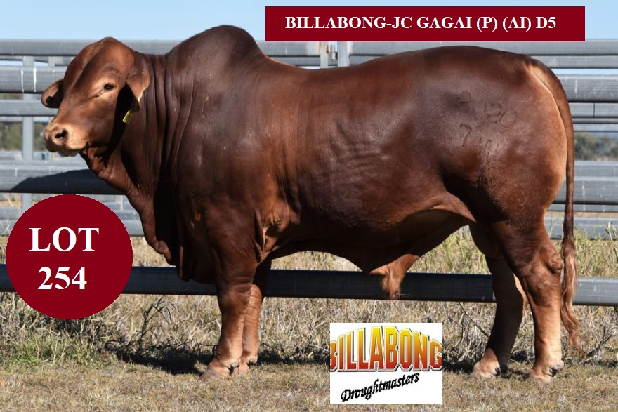 LOT 254 Billabong JC GAGAI