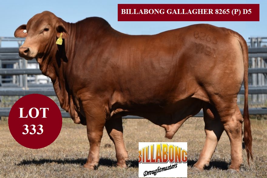 LOT 333 BB GALLAGHERfd