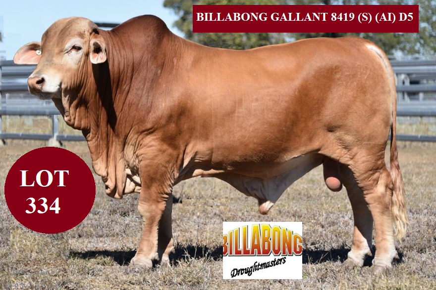 LOT 334 BB GALLANTlp