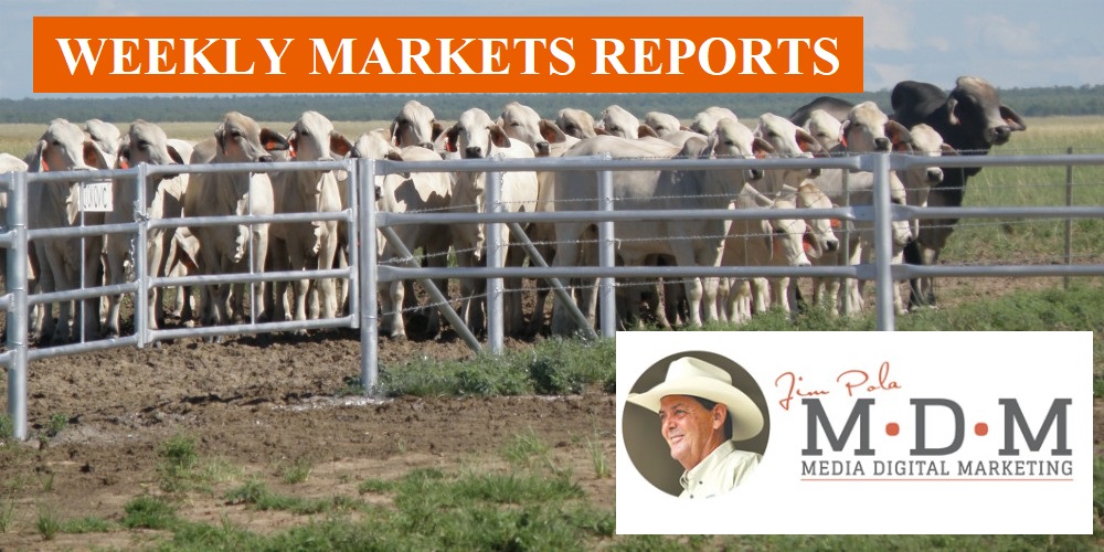 Cattle Market Reports Jim Pola Digital Marketing