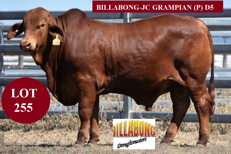 lot 255 Billabong JC Grampianhu