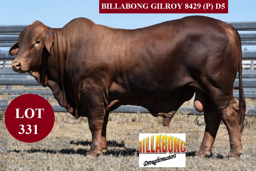 lot 331 BB Gilroypo