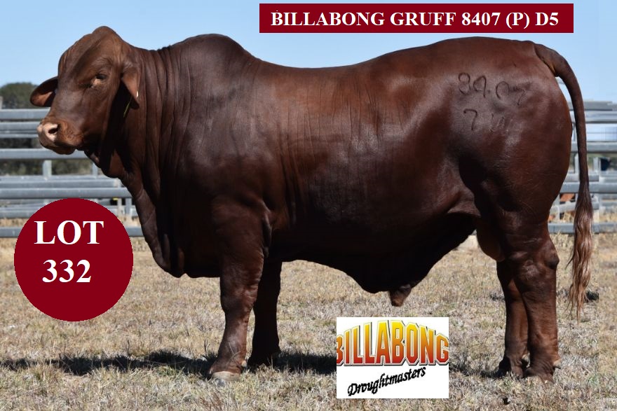 lot 332 BB Gruffle