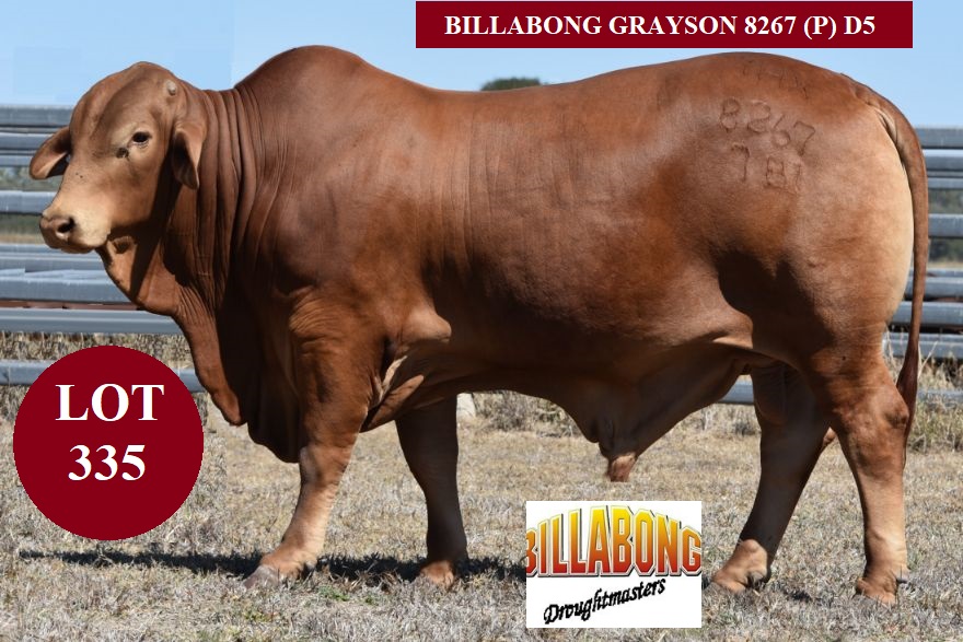 lot 335 BB Graysonou