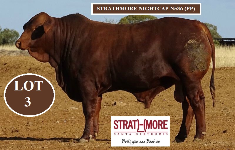 LOT 3 STRATHMORE NIGHTCAP N536 PP 2