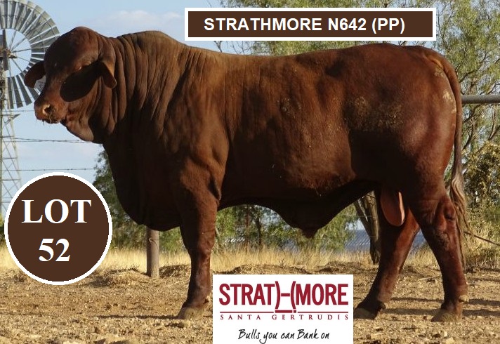 LOT 52 STRATHMORE N642 PP