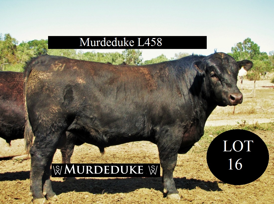 Lot 16 CSWL458