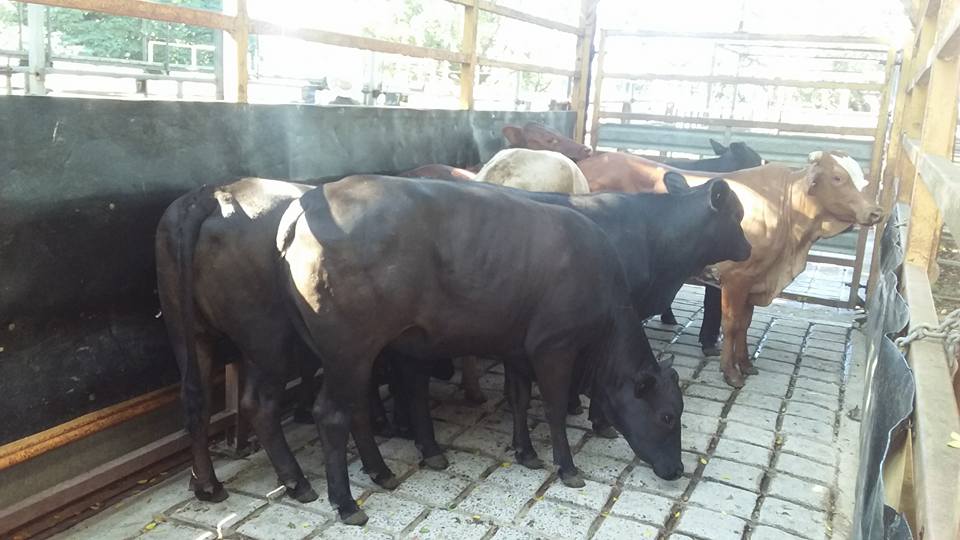 Mareeba Cattle Market Jim Pola Digital Marketing