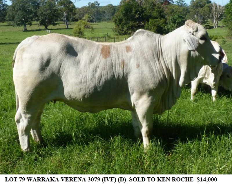 LOT 79 WARRAKA VERENA 3079 IVF D
