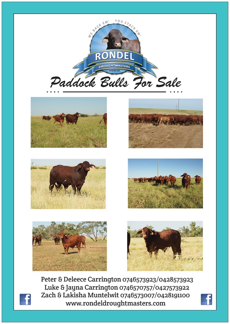 Paddock bull Flyer