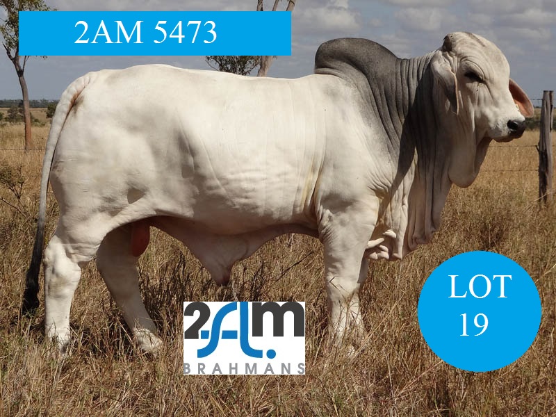 Lot 19 2AM 5473 