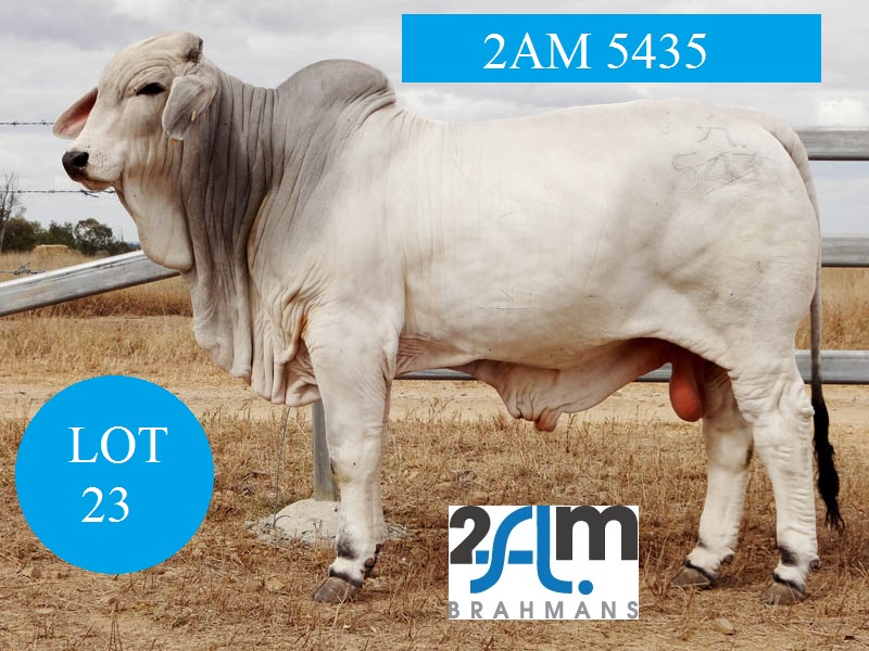 Lot 23 2AM 5435