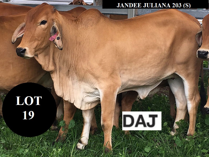 DAJ203F Lot19