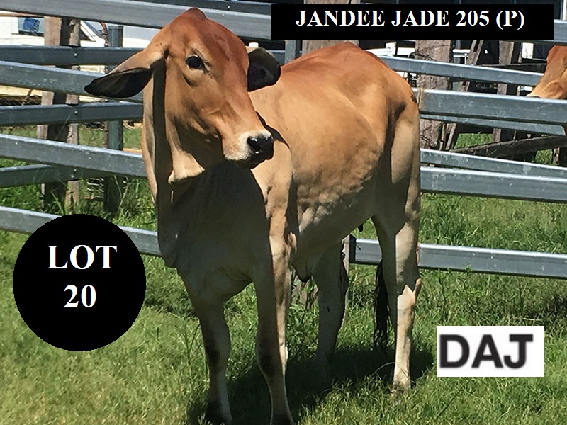 DAJ205F Lot20