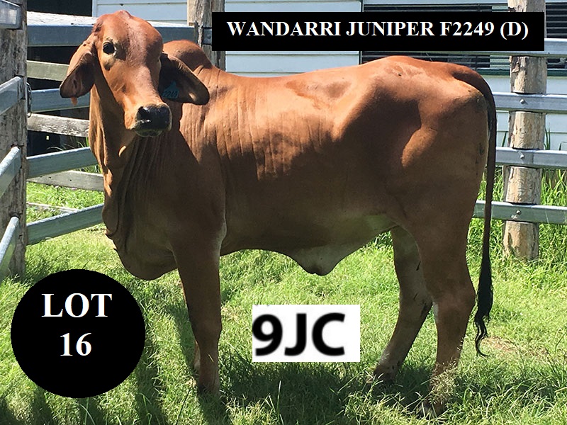 WAN2249F Lot16