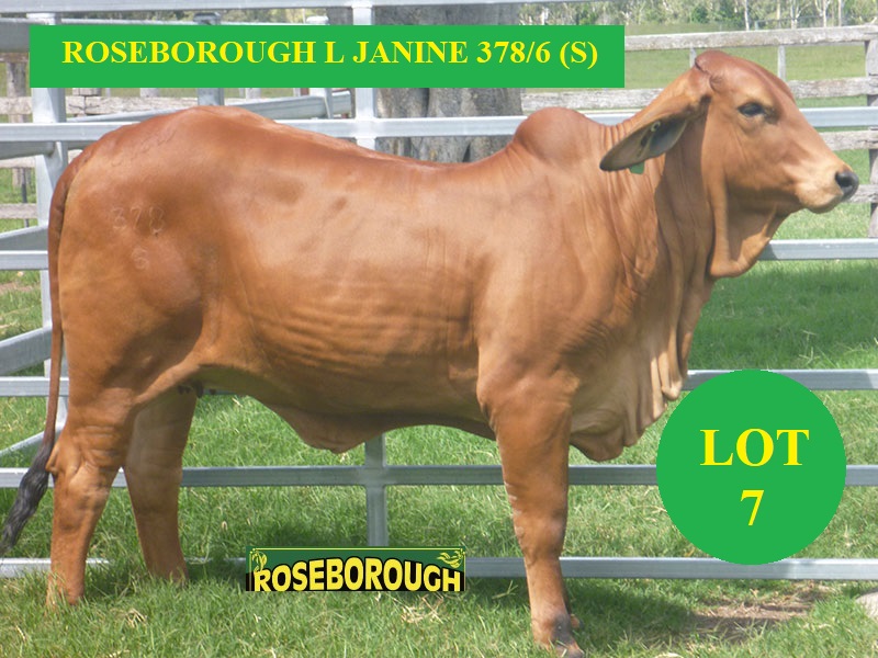 LRW378F LOT7