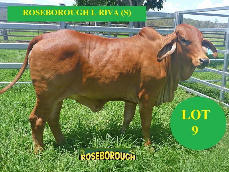 LRW390F LOT9