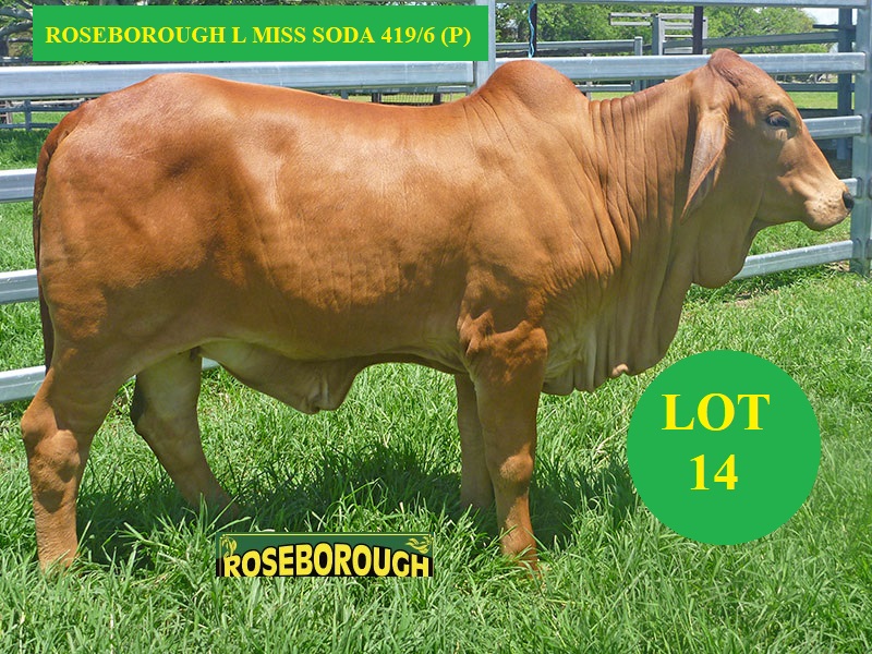 LRW419F LOT14