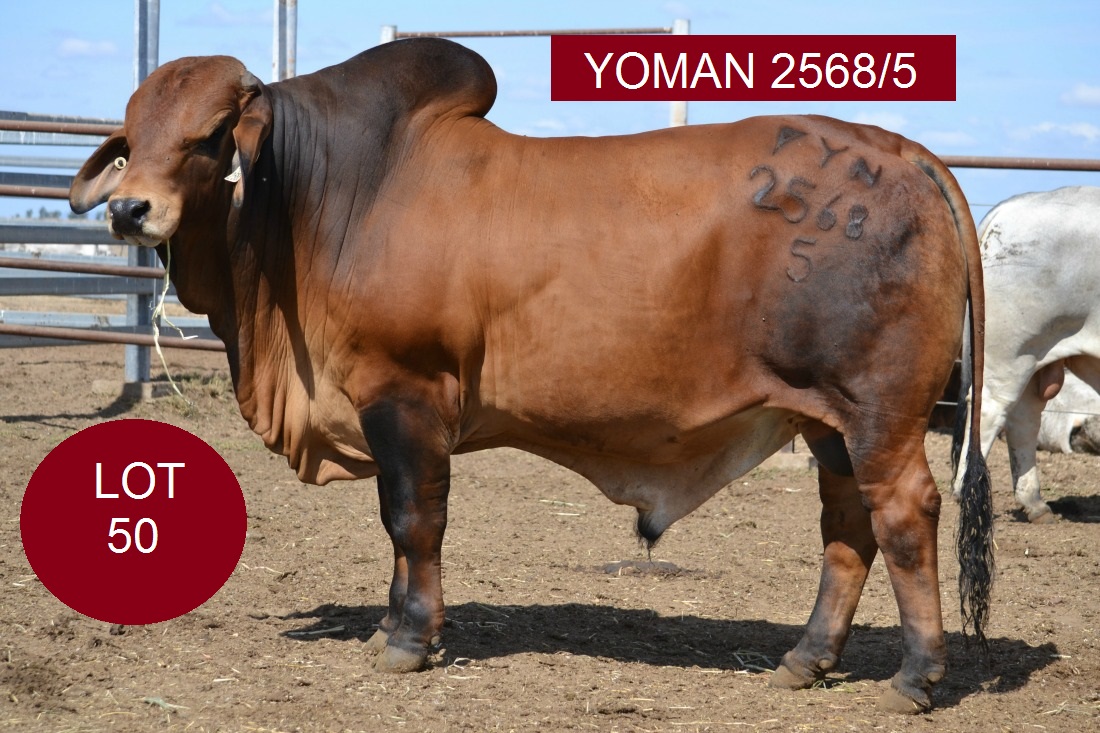 Lot50u