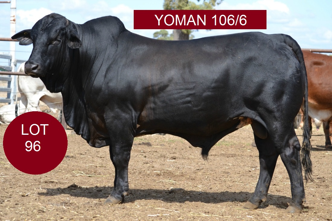 Lot96u