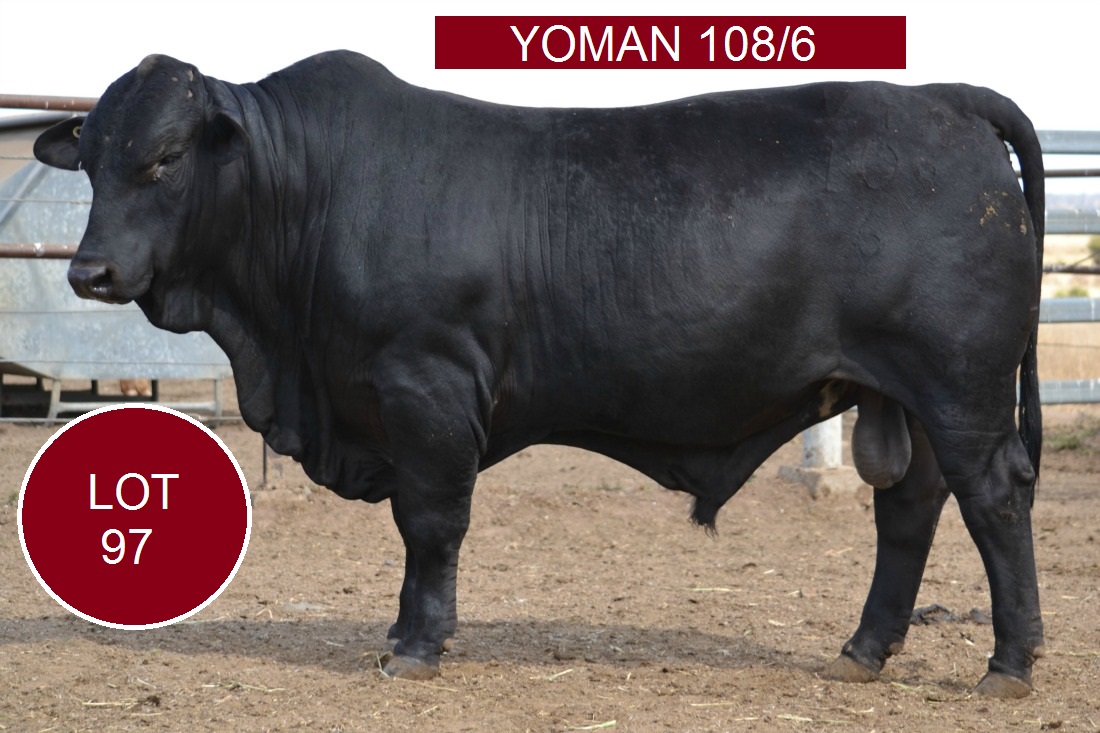 Lot97u