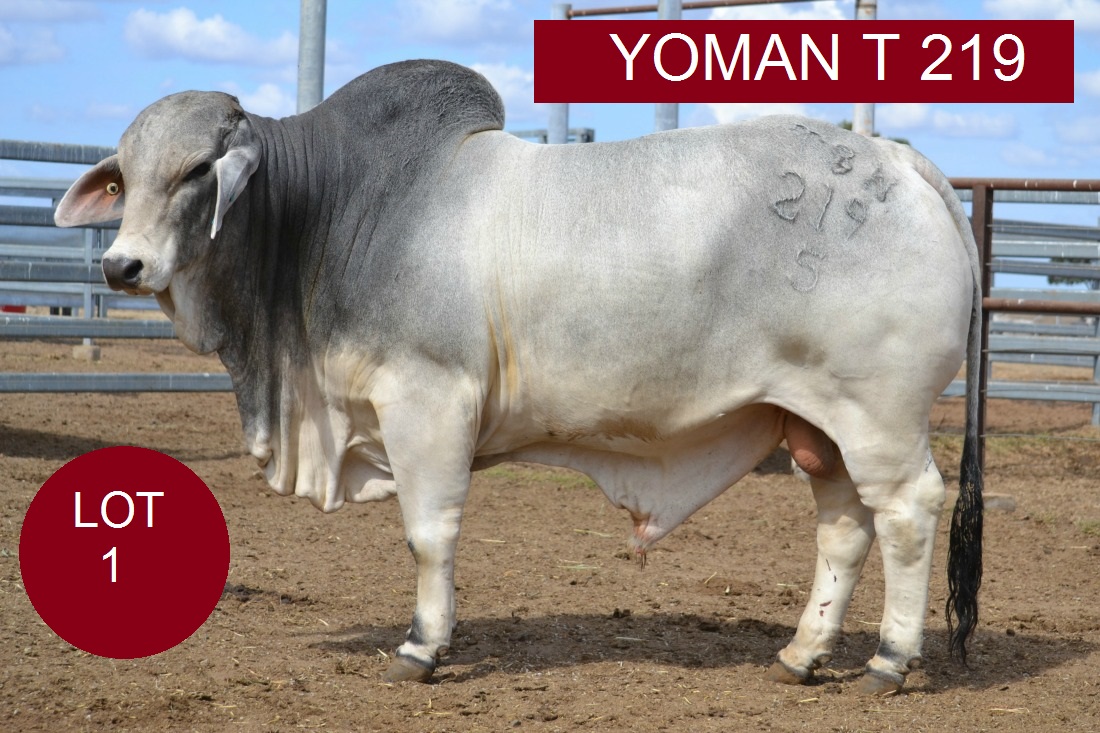 lot 1 Yoman T 219