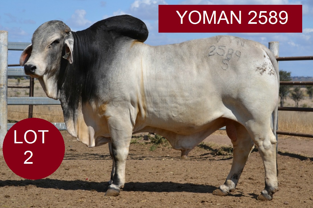 lot 2 Yoman 2589