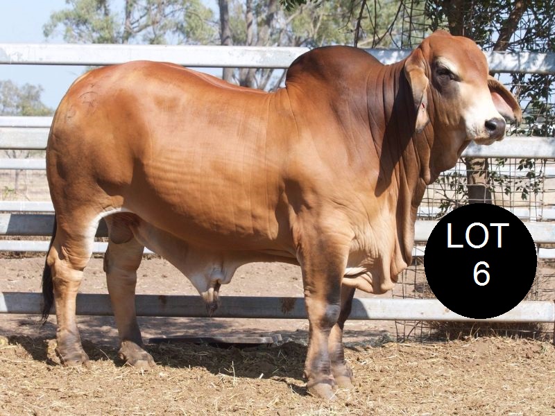 Lot 6. Reef To Ranges Sale