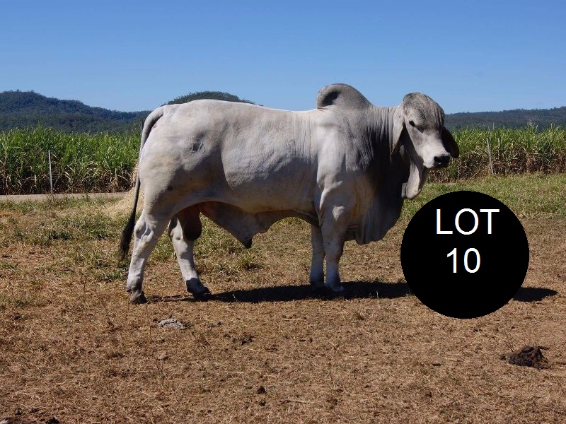 lot 10