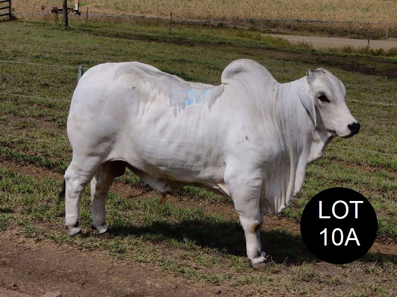 lot 10a