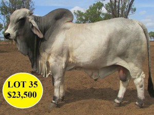 Lot 35 23500