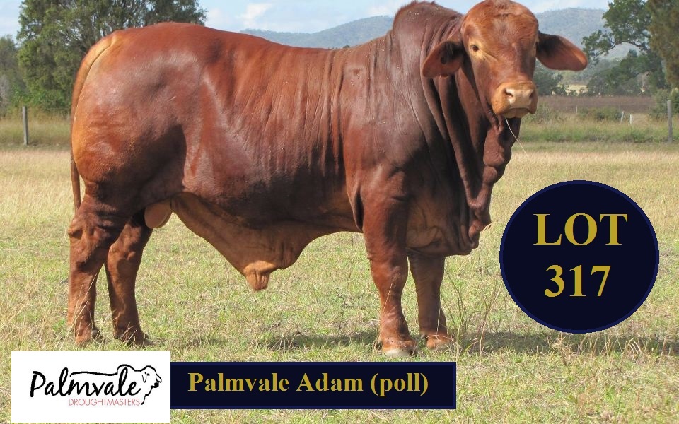 Lot 317 Palmvale Ada