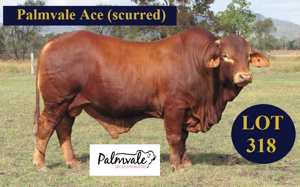 Lot 318 Palmvale Ace s