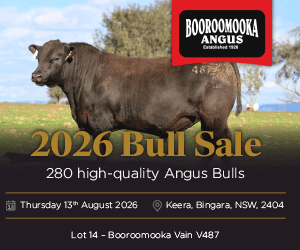 Booroomooka angus2 