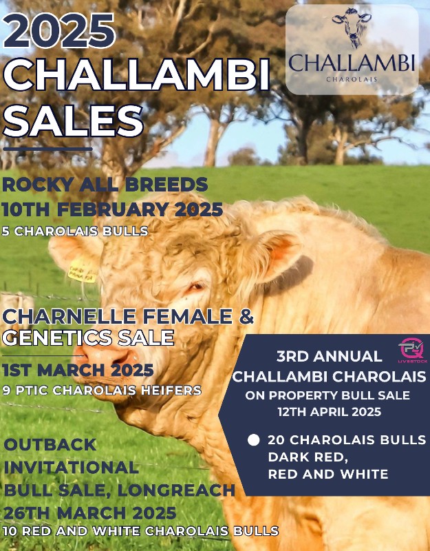 CHALLAMBI BULLS FOR SALE 