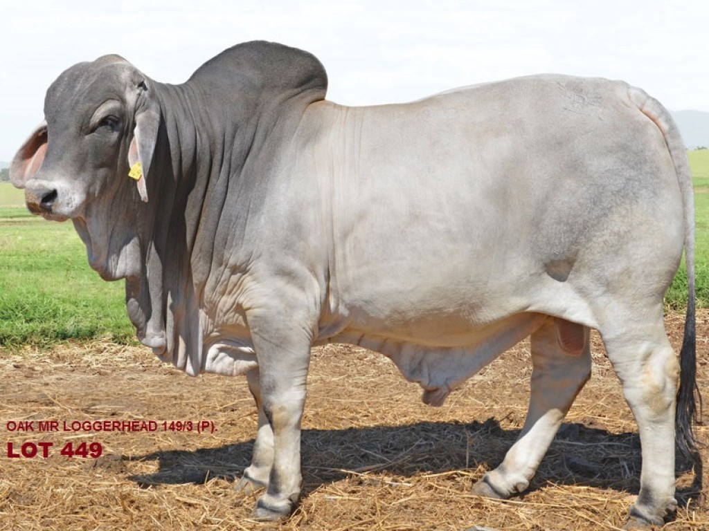 Bulloak Brahmans, Bulls for Brahman week - Jim Pola ...