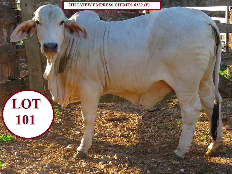 LOT 101