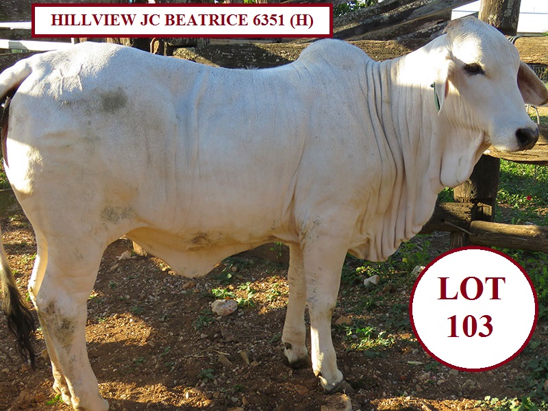 LOT 103