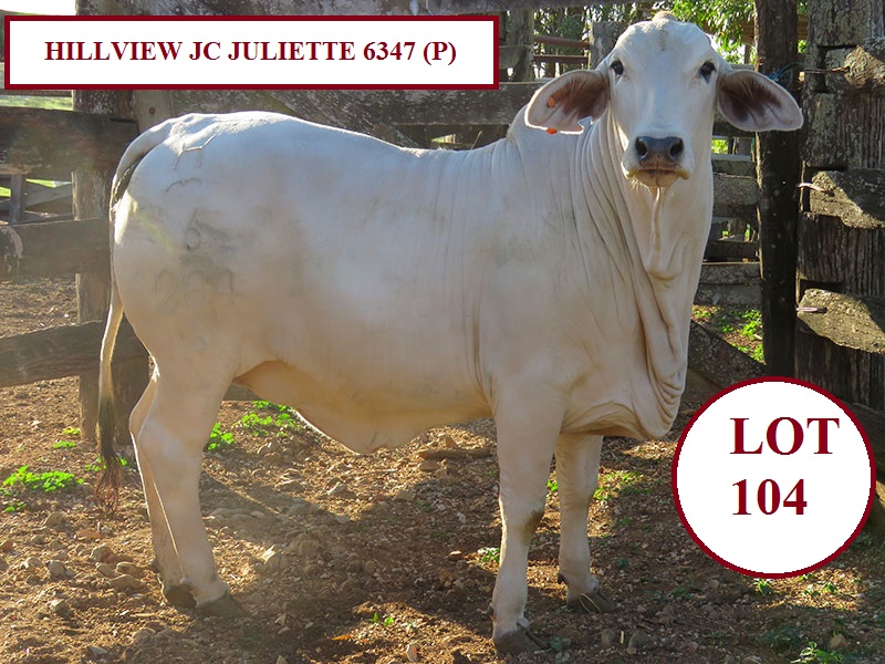 LOT 104