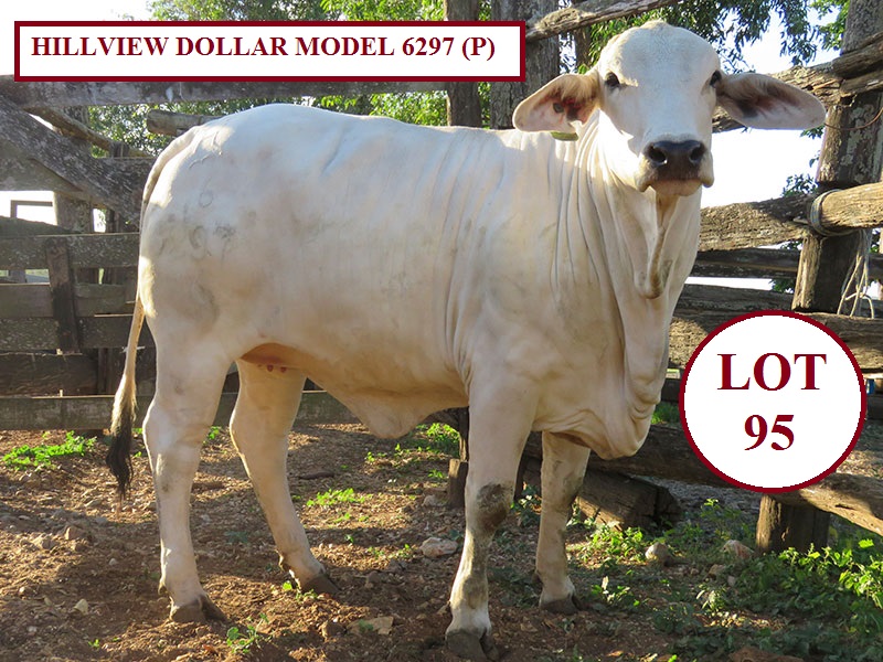 LOT 95
