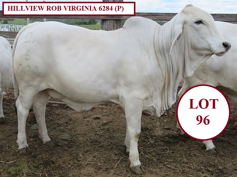 LOT 96