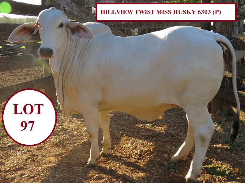 LOT 97